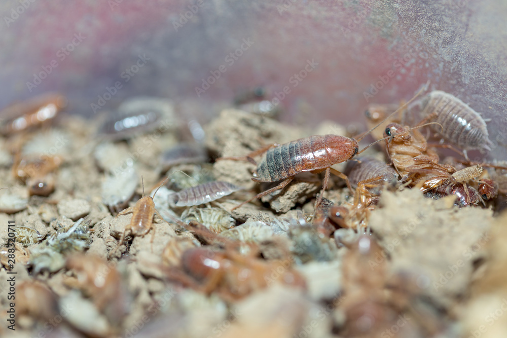 many dying cockroaches are trapped many dying cockroaches are trapped