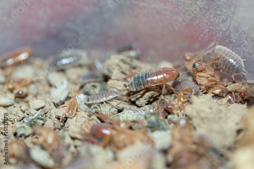 many dying cockroaches are trapped