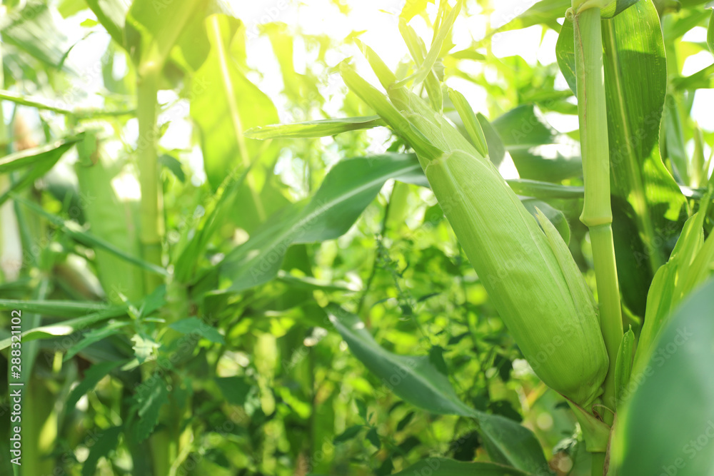 Ripe corn cobs in field on sunny day Ripe corn cobs in field on sunny day