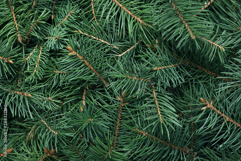 Branches of Christmas tree as background, closeup