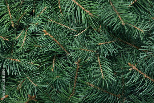 Branches of Christmas tree as background  closeup