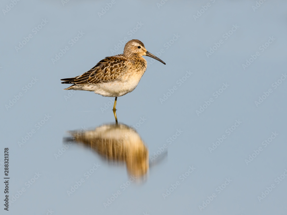 Stilt Sandpiper with Reflection in Blue Water Stilt Sandpiper with Reflection in Blue Water