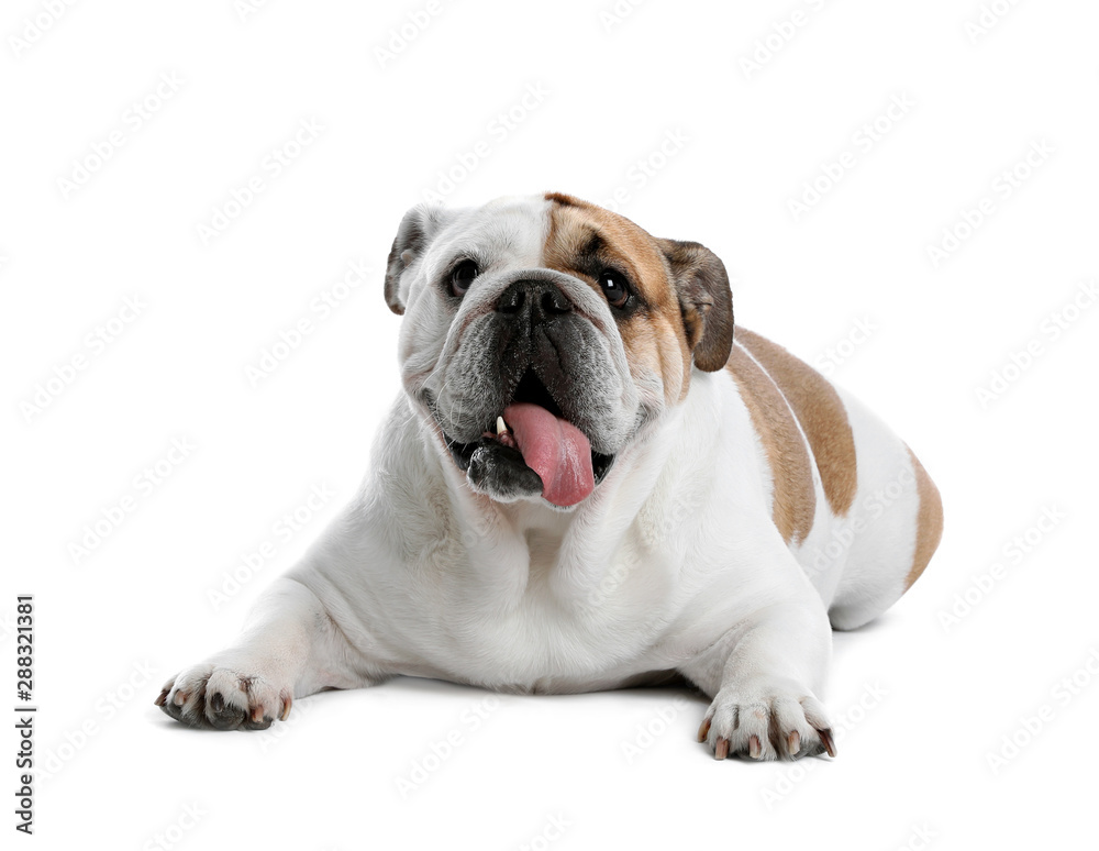 Adorable funny English bulldog on white background