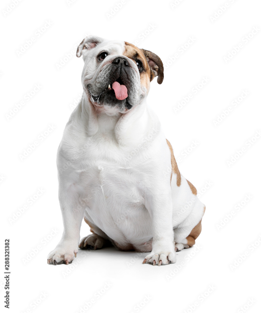 Adorable funny English bulldog on white background