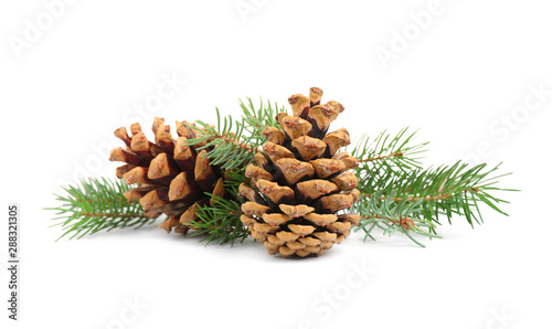 Stampa su tela Fir tree branches and pine cones on white background