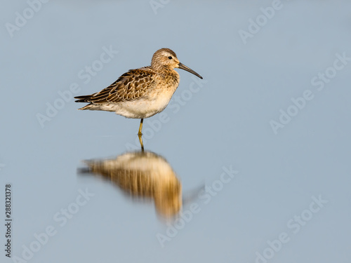 Stilt Sandpiper with Reflection in Blue Water