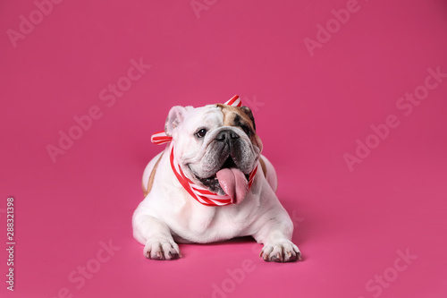 Adorable funny English bulldog with ribbon on pink background © New Africa