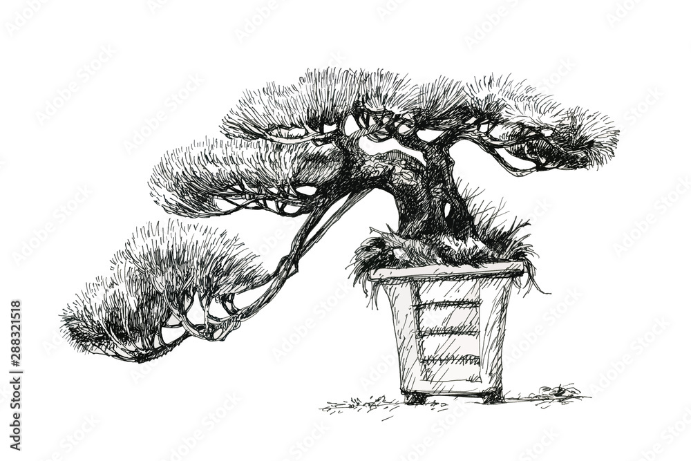 Fototapeta Coniferous bonsai in a square bowl. Oriental style, ink drawing.