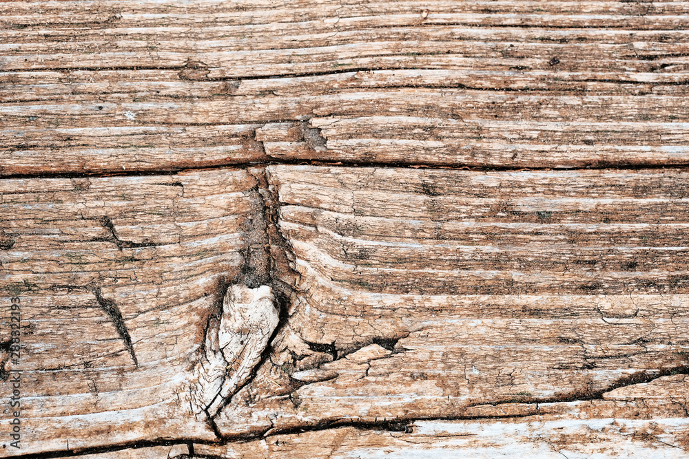 knots on an old wooden surface. wood texture. the background. knots on an old wooden surface. wood texture. the background.