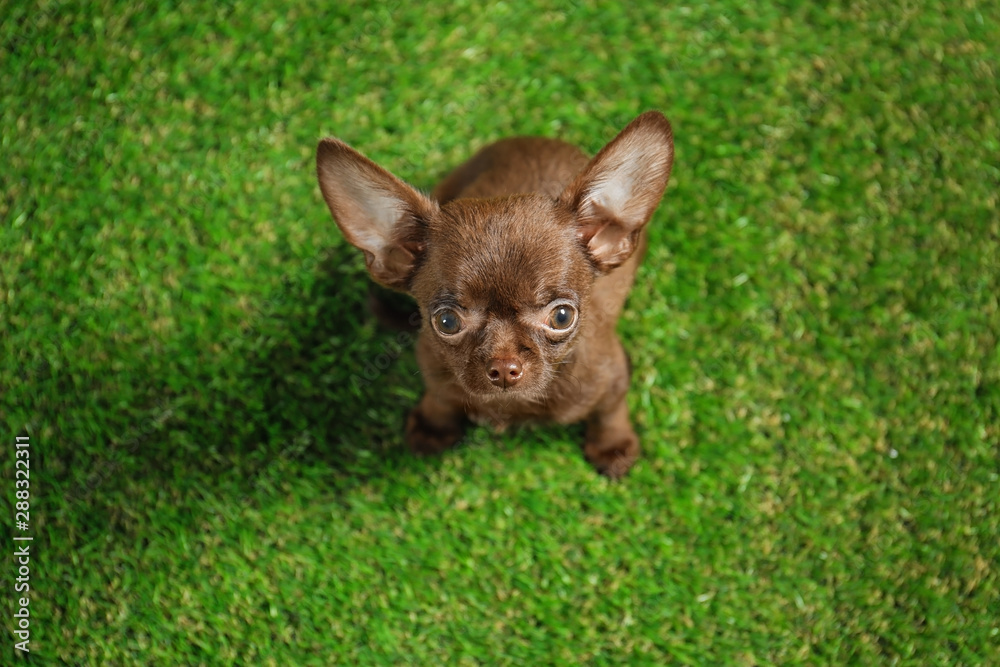 Obraz premium Cute small Chihuahua dog on green grass, above view