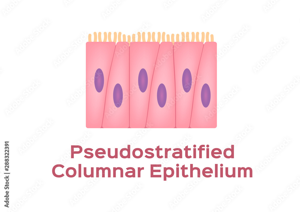 pseudostratified columnar epithelium cell vector on white background