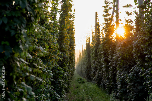 Sonne Hopfen