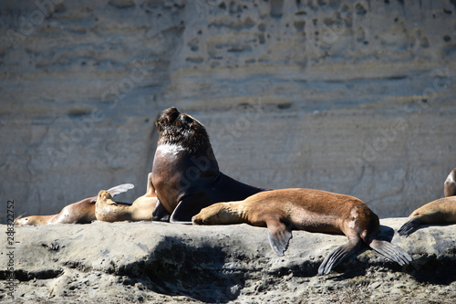 a fur seal