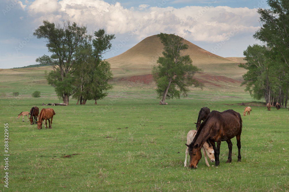 Obraz premium Grazing horses in the open spaces of Bashkortostan