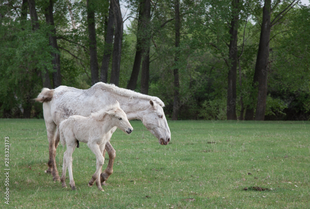 Grazing horses in the open spaces of Bashkortostan