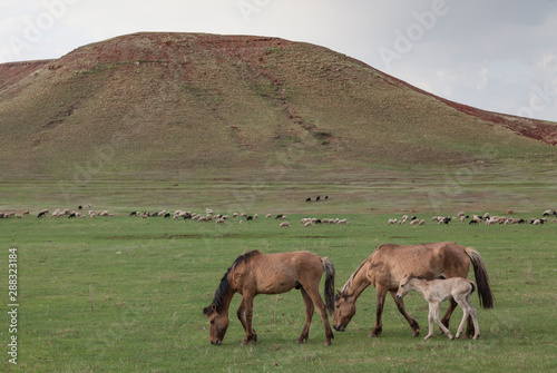 Grazing horses in the open spaces of Bashkortostan