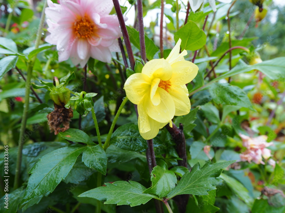 garden flowers close-up on the garden garden flowers close-up on the garden