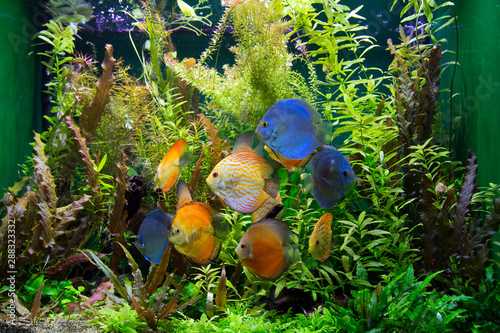 colorful aquarium