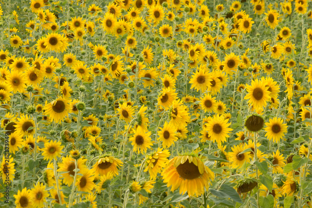 blühendes Sonnenblumenfeld