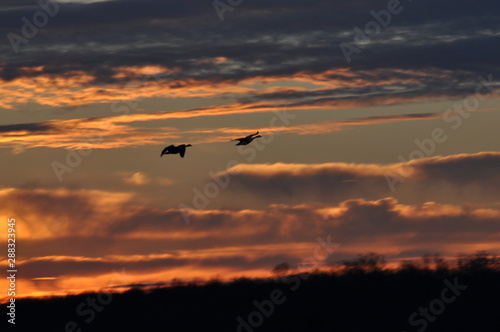 Silhouette of snow geese