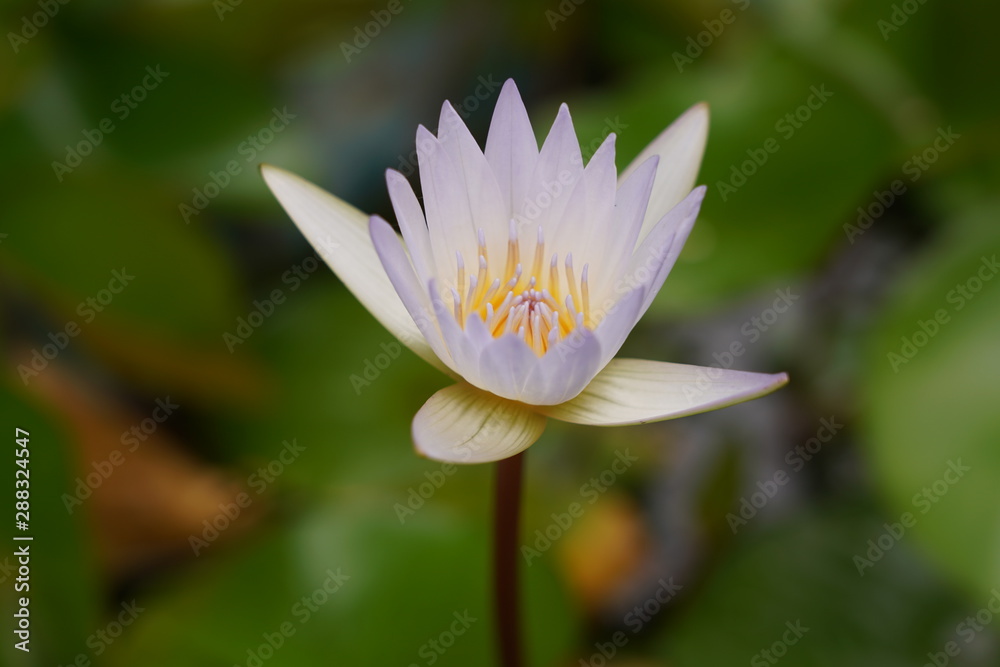 Water lily has rhizomes and flows underground. And send the flowers to the surface There are beautiful flowers to watch throughout the year. Late in the morning and afternoon. Water lily has rhizomes and flows underground. And send the flowers to the surface There are beautiful flowers to watch throughout the year. Late in the morning and afternoon.