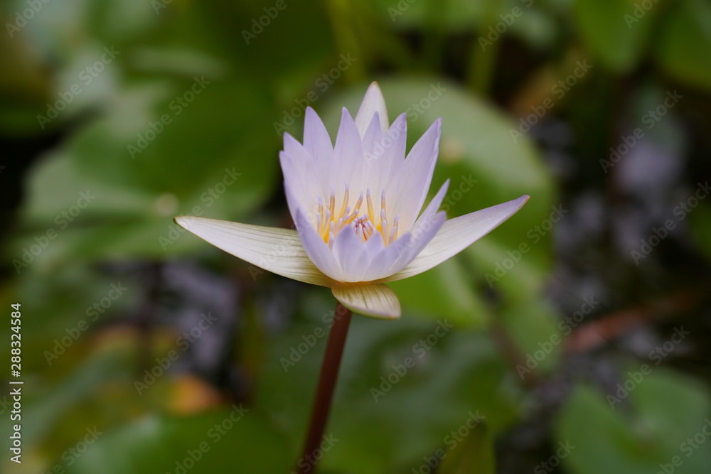 Water lily has rhizomes and flows underground. And send the flowers to the surface There are beautiful flowers to watch throughout the year. Late in the morning and afternoon. Water lily has rhizomes and flows underground. And send the flowers to the surface There are beautiful flowers to watch throughout the year. Late in the morning and afternoon.