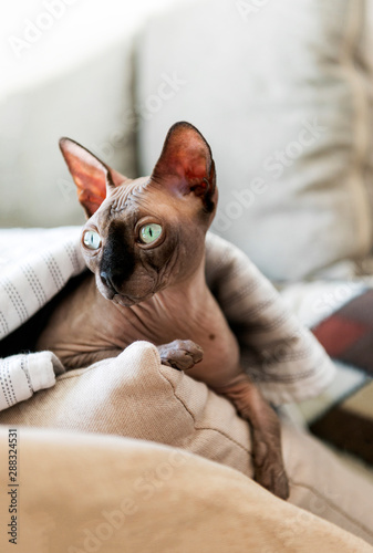 bald cat breed canadian Sphinx lying on pillows under a blanket