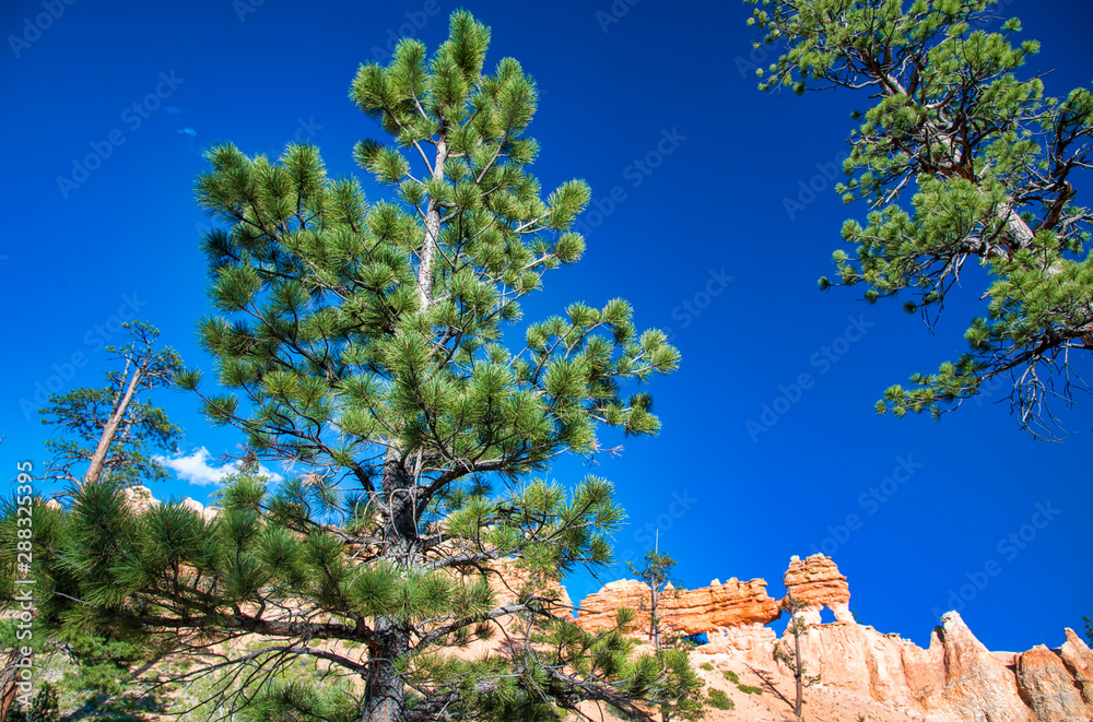 Mossy Cave landscape.  Trees and red mountains