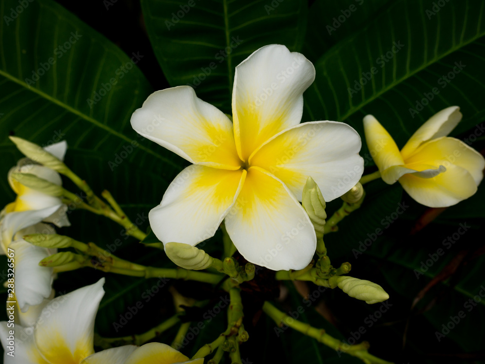 Fototapeta premium Big Plumeria Flowers Blooming