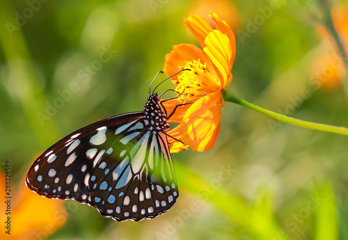paper kite butterfly on flower
