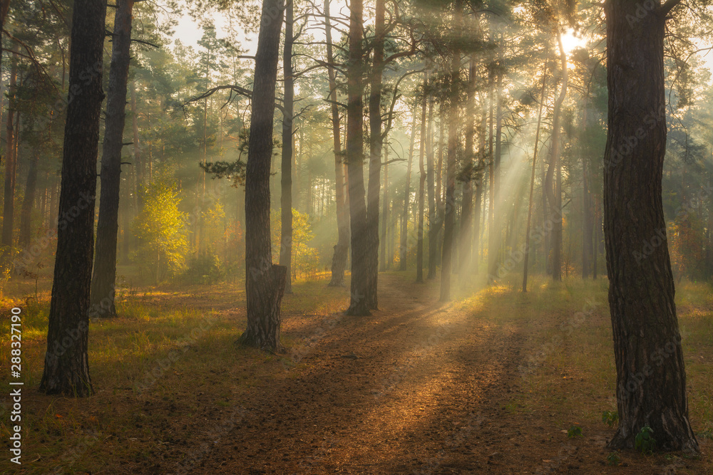 Fototapeta premium Beautiful autumn morning. Sun rays penetrate the branches of trees. Nice walk in the forest.