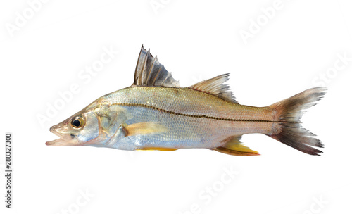 The common snook (Centropomus undecimalis) is a species of marine fish. Isolated on white background photo