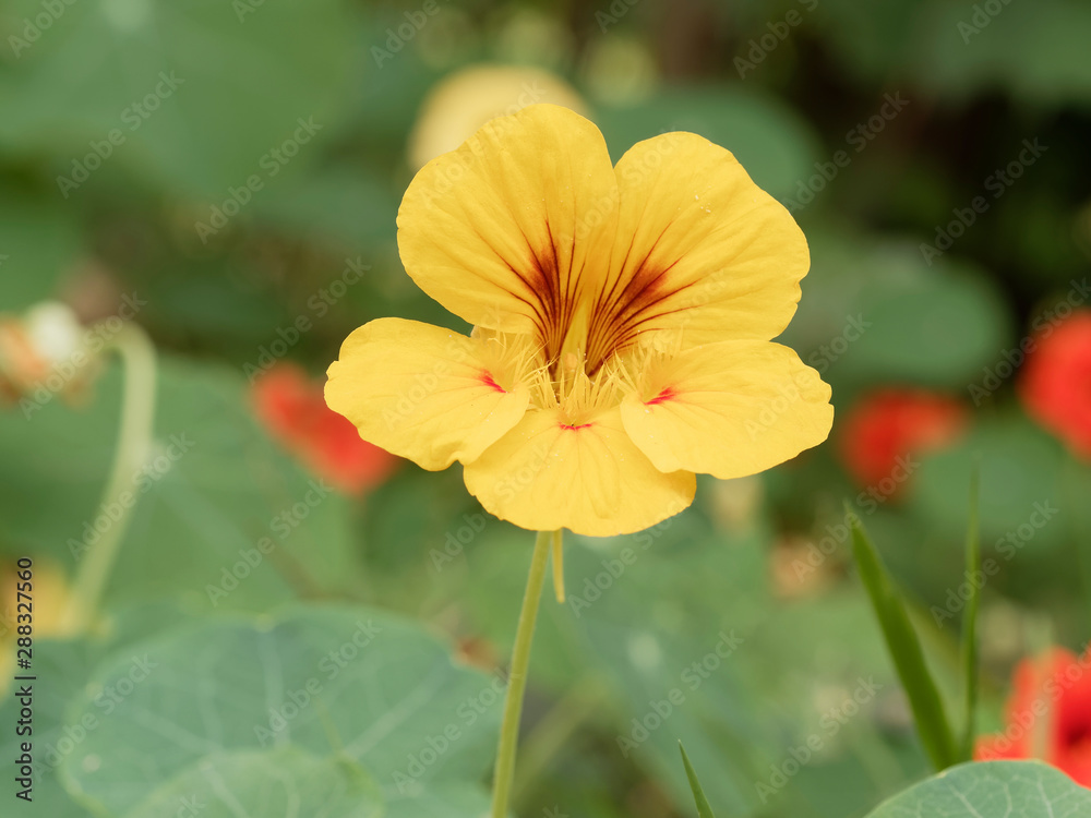 (Tropaeolum majus) Blüte der Große Kapuzinerkresse Gelb (Tropaeolum majus) Blüte der Große Kapuzinerkresse Gelb