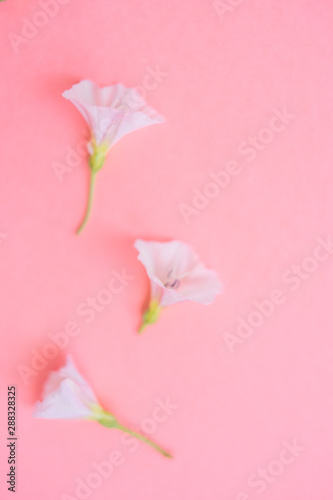 three small tender flowers on the pink paper  extreme soft selective focus