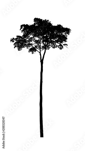 tree silhouettes beautiful isolated on white background