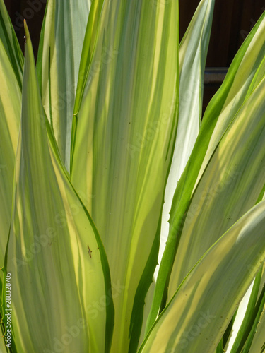 Variegated foliage