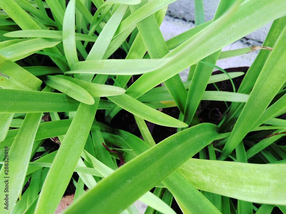 Fototapeta premium Green Plant With Long Blade Like Leaf Or Leaves
