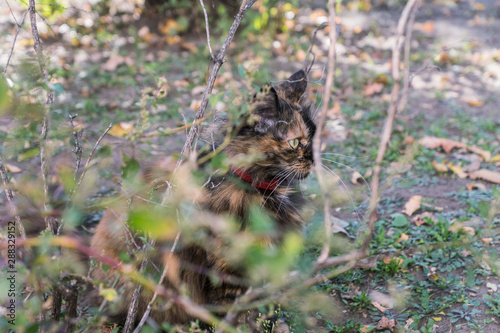 cat hunts in the bushes