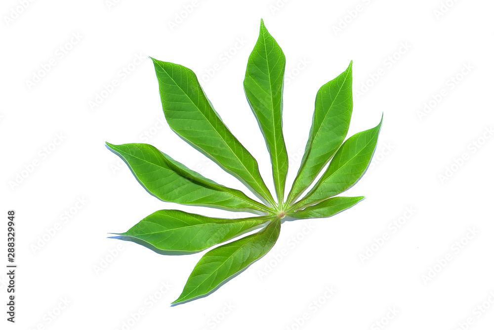 cassava leaves isolated on white background