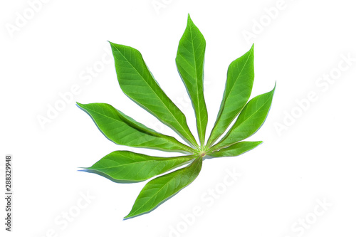 cassava leaves isolated on white background