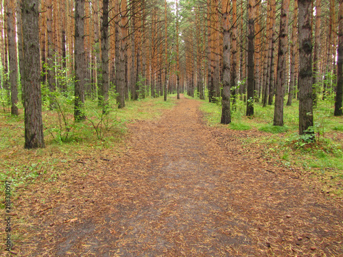 Path in the park. Pine forest after the rain.