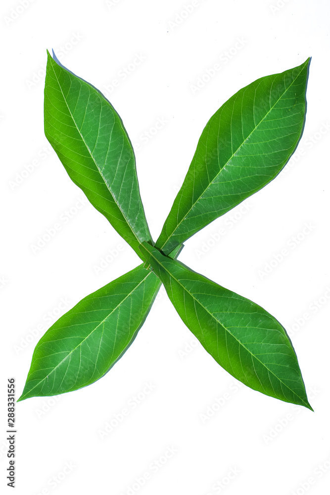 cassava leaves isolated on white background cassava leaves isolated on white background