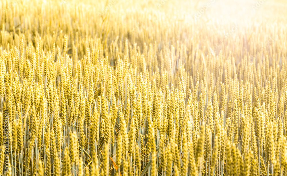 Ears of yellow wheat close up.