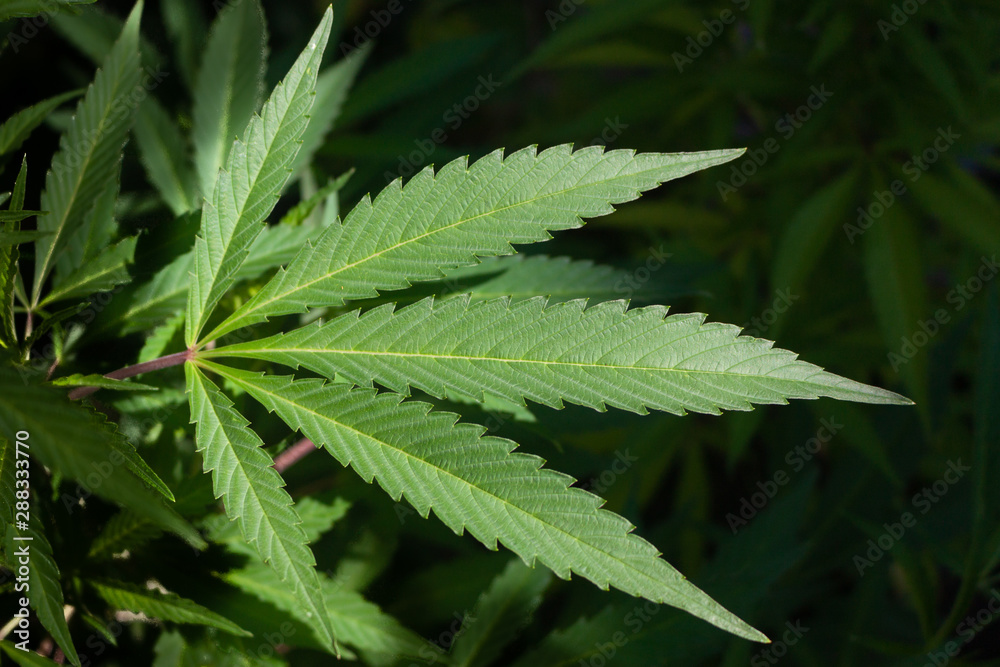 Close-up of a cannabis leaf
