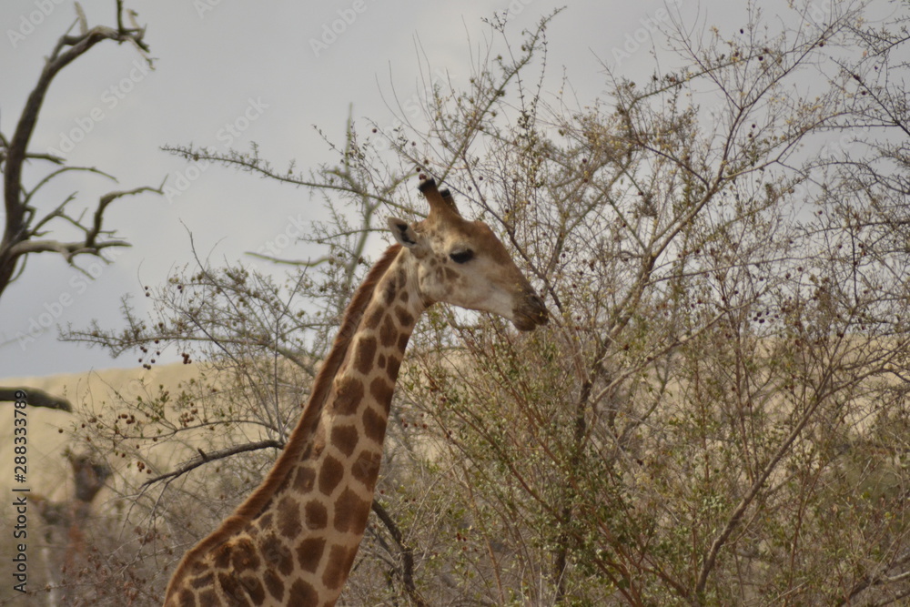 GIRAFFE DEL KRUGER NATIONAL PARK, SUDAFRICA GIRAFFE DEL KRUGER NATIONAL PARK, SUDAFRICA