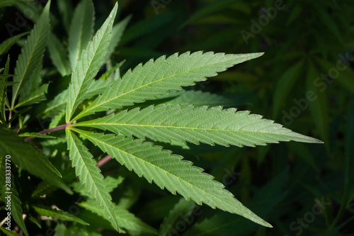 Close-up of a cannabis leaf