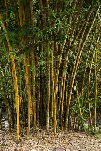 Close-up of Golden bamboo plant, or scientific name "Bambusa Vulgaris" in the wild.