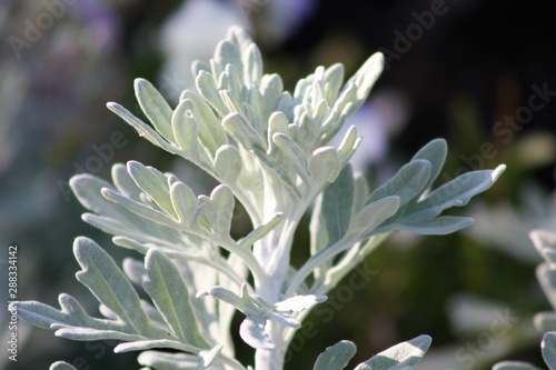 Silver Leaf photo