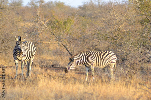 ZEBRA DEL KRUGER NATIONAL PARK  SUDAFRICA