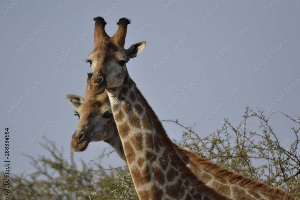 Fototapeta premium GIRAFFE DEL KRUGER NATIONAL PARK, SUDAFRICA